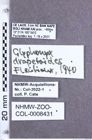 Etikette zu Glyphonyx drapetoides (Fleutiaux, 1941) (NHMW-ZOO-COL-0008431)